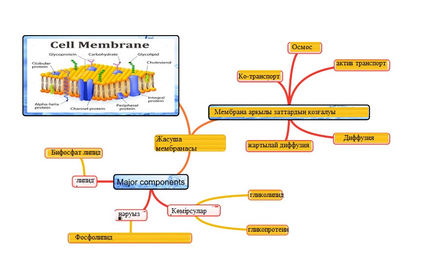 Cell membrane
